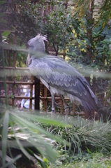 IMGP1129