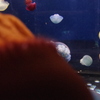 IMGP0556