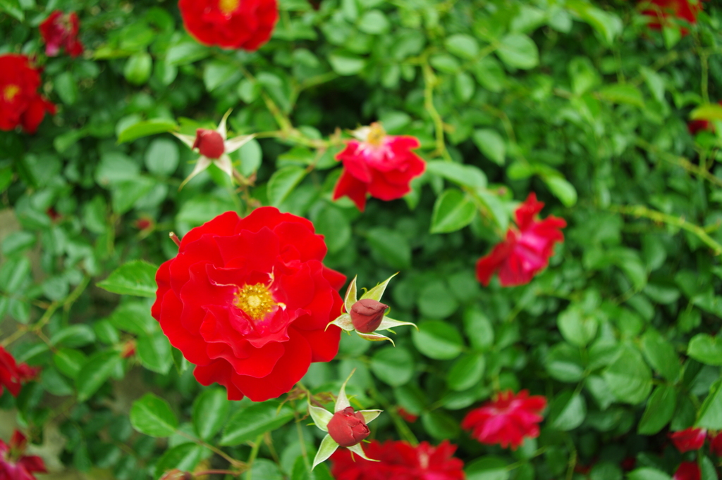 マイナーフェアー