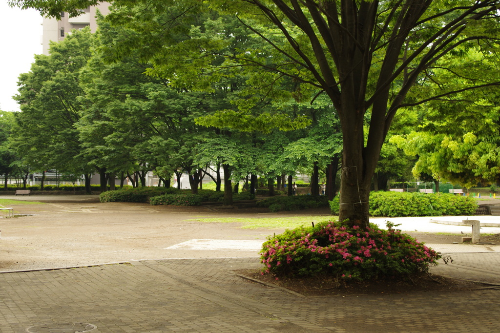 雨上がりの公園