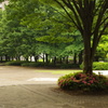 雨上がりの公園