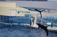 イルカでジャンプ