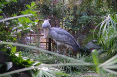 IMGP1126