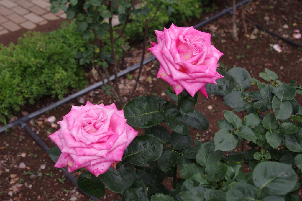 気の強そうなバラ