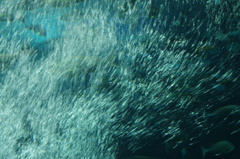 IMGP0513
