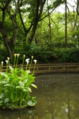 池と花