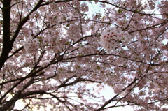 サクラ