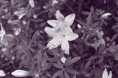 お花