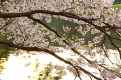 池の桜