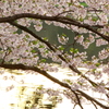 池の桜