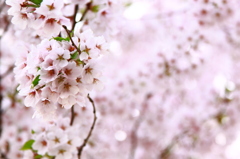 葉桜