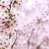 葉桜