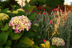 夕方に咲く紫陽花