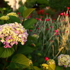 夕方に咲く紫陽花