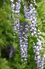 藤の花（紫）