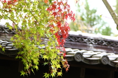 過行く四季