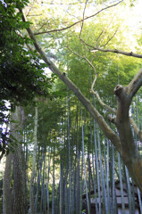 三渓園
