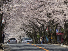 桜のトンネル