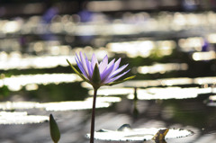 掛川花鳥園