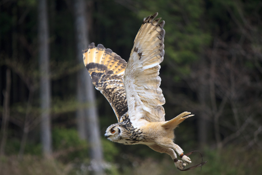 飛ぶフクロウ By かなめ Id 写真共有サイト Photohito