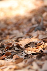 落ち葉