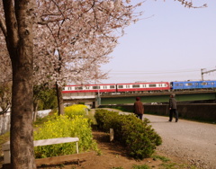 花見その２