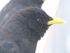 カラス