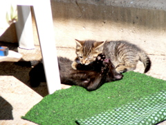 猫