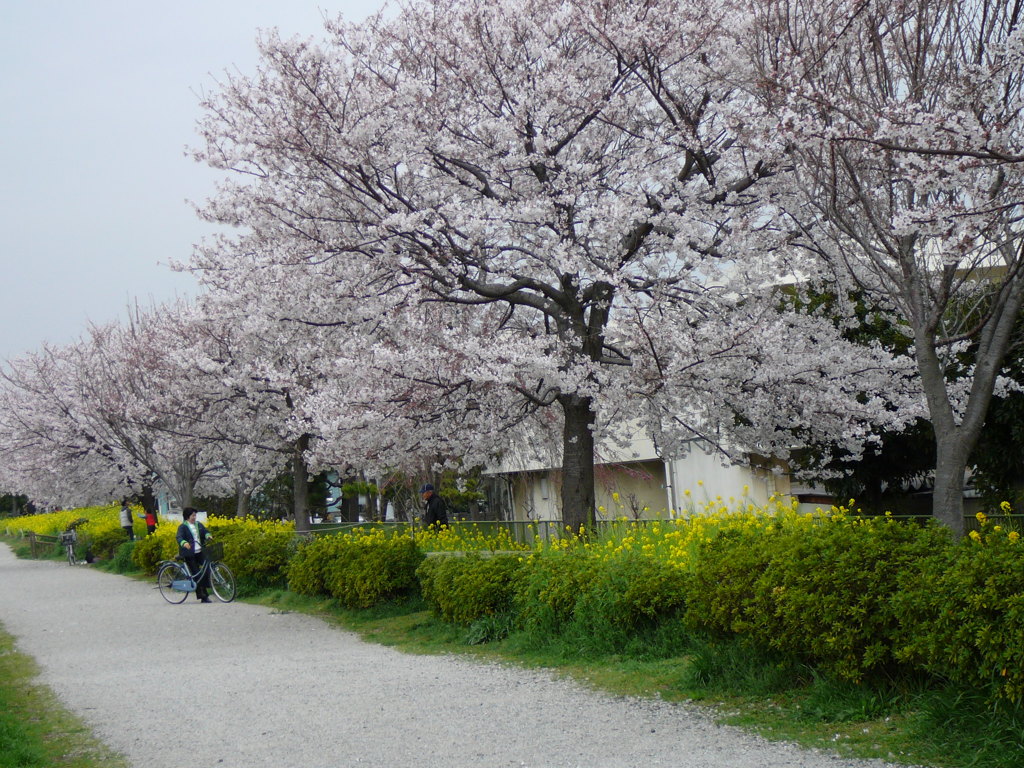 花見