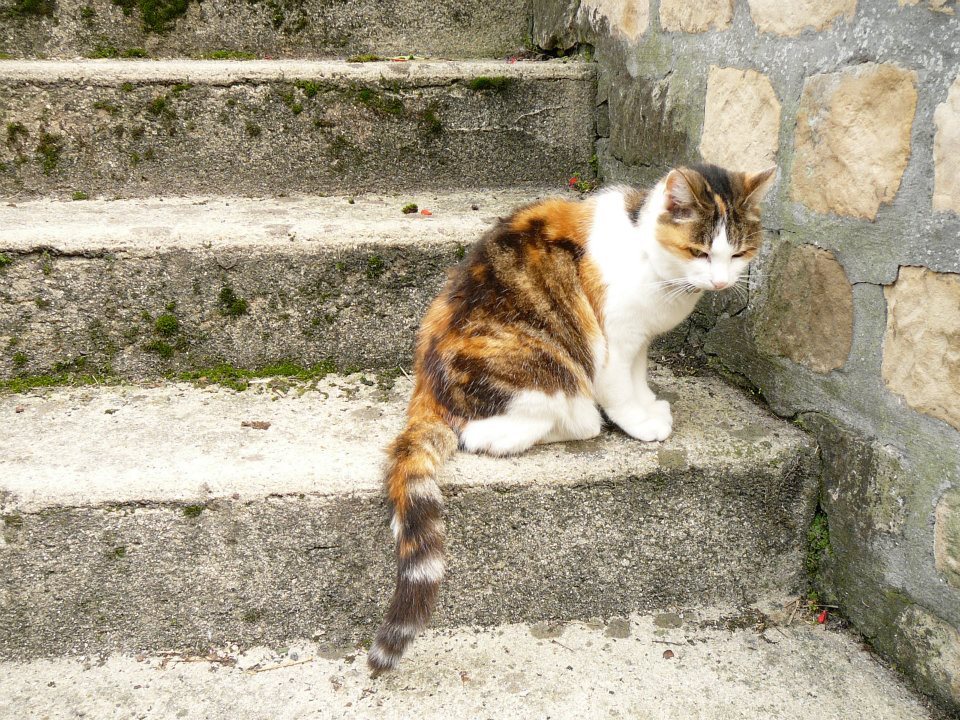 猫