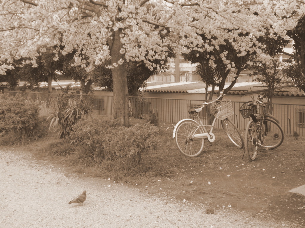 桜の下の二人