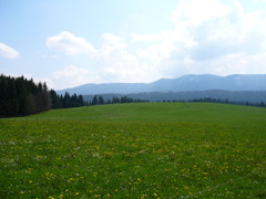 野原