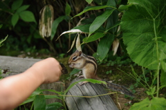 ハイ！どうぞ