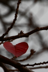 桜のこころ