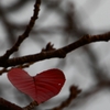 桜のこころ