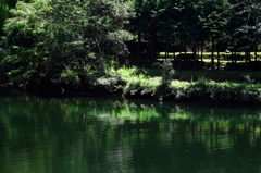 夏の緑