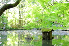 水の森