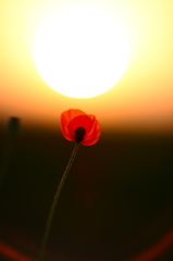 花と夕日と