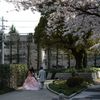 桜の木の下で