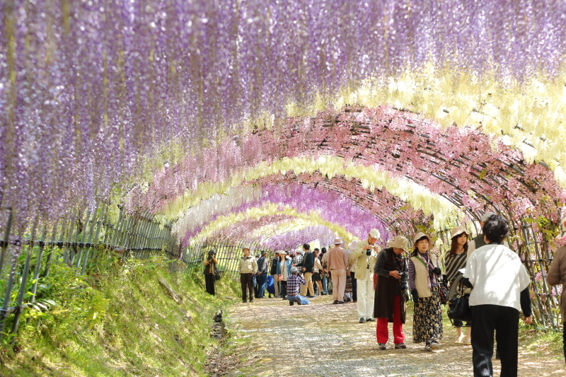河内藤円にて