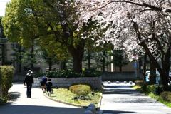 桜とお散歩