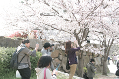 桜撮影