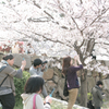 桜撮影