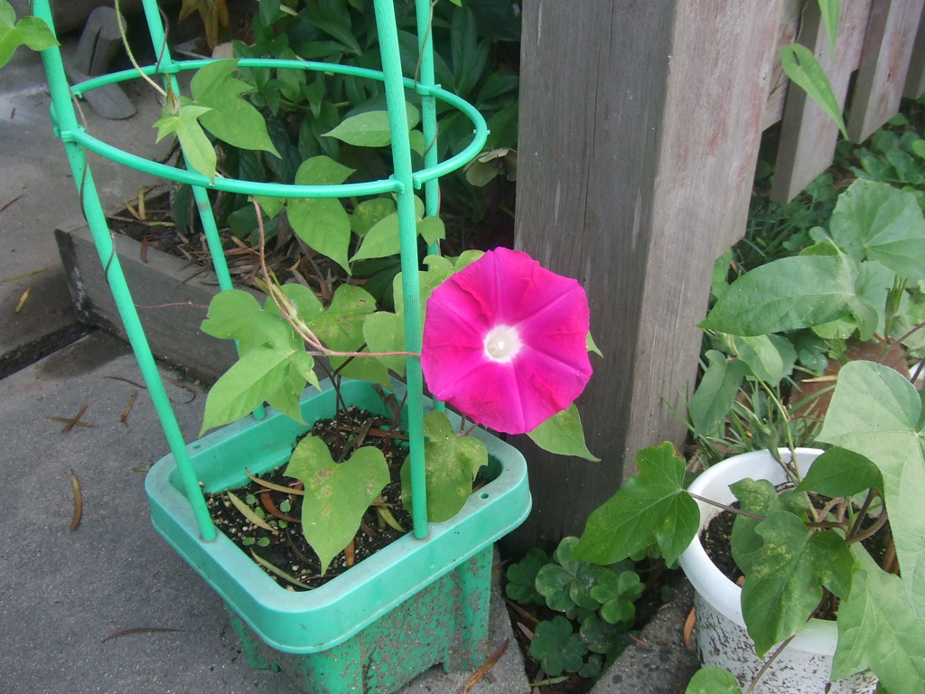 子供が植えた朝顔