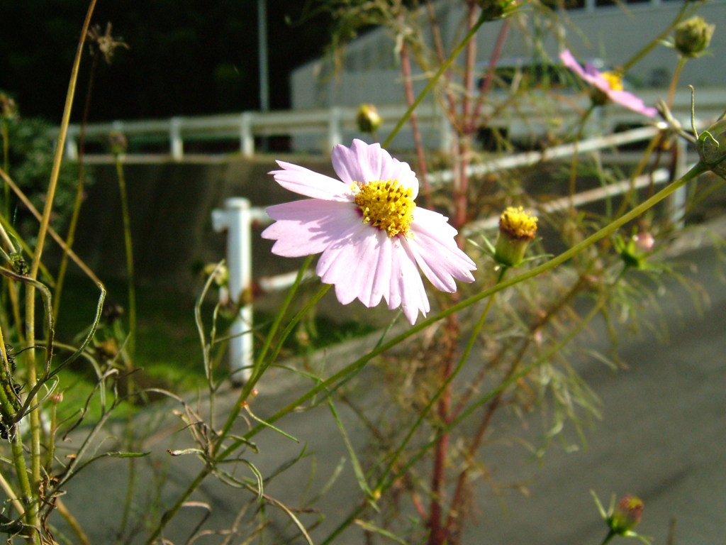 秋桜