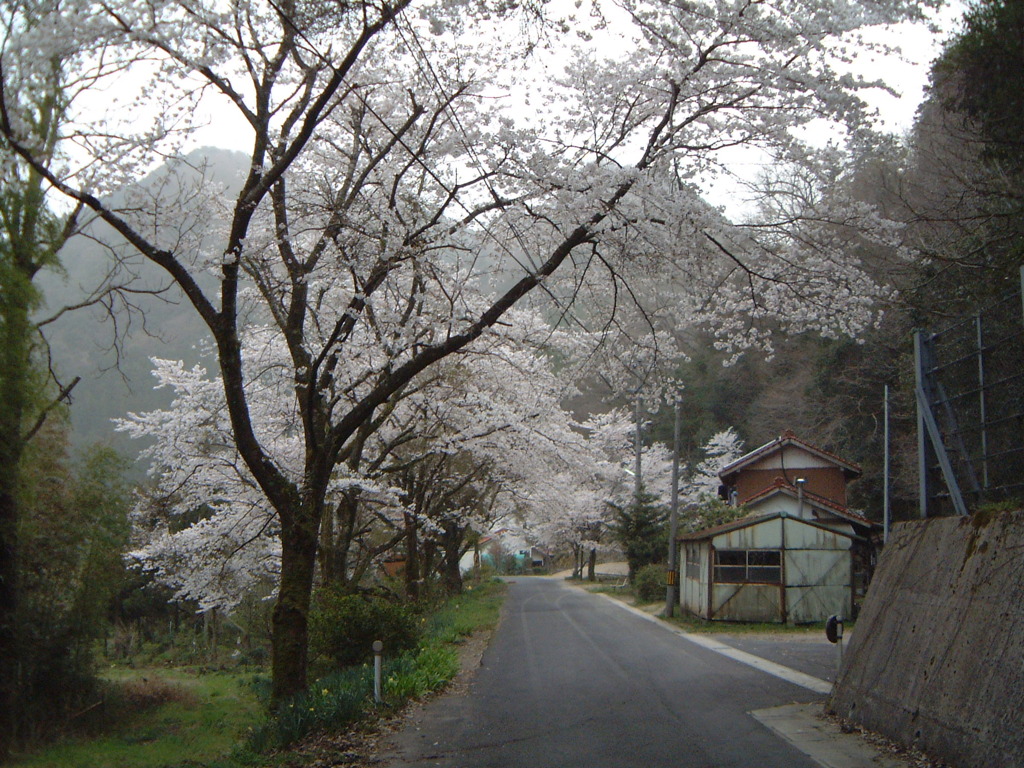 桜　満開