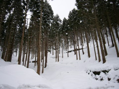 雪の間伐施業地