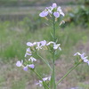 ダイコンの花