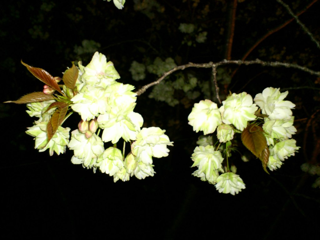 夜桜(御衣黄)