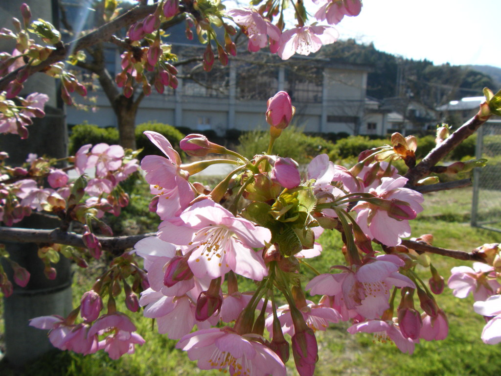 木次の桜